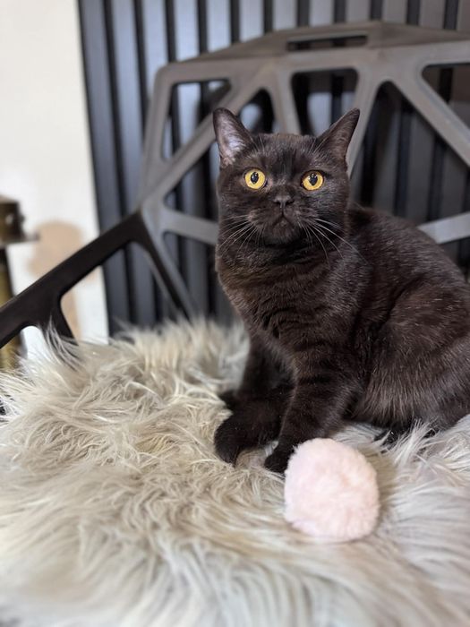 Kocięta Szkockie. 10 msc. Kotka czekoladowa. Rodowód