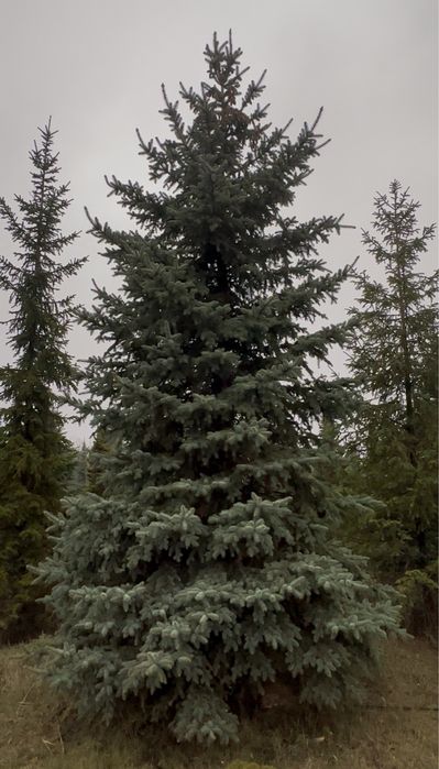 Ель голубая, зеленая Киев