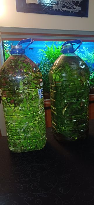 Plantas aquário baixa manutenção.