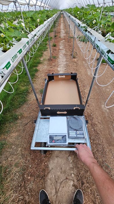 Wózek transportowy OCYNK tunel wózeczki do zbioru truskawki malin owoc