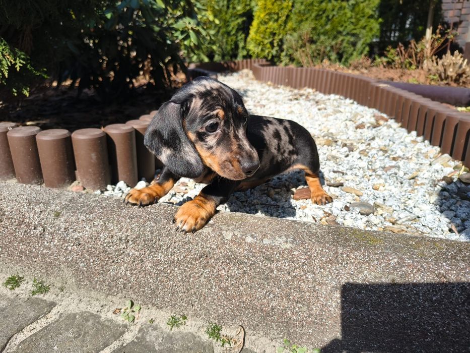 Jamnik miniaturowy merle Dachshund Dackel