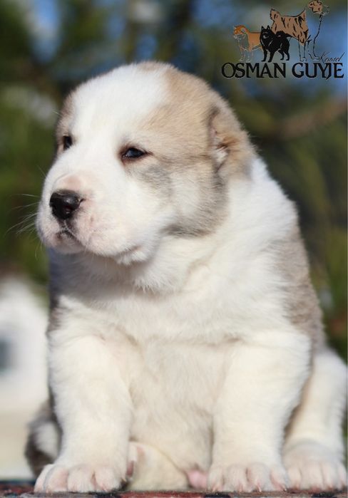 Крупний хлопчик САВ Середньоазіатської вівчарки алабай