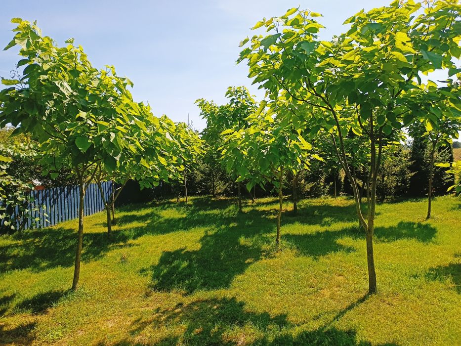 Surmia katalpa wielokwiatowa