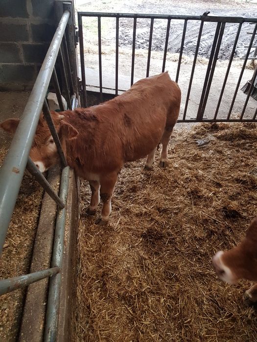 Bydło  Limousine 2szt.