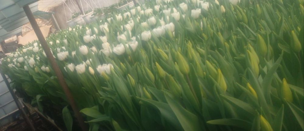 Продам луковицу Голандского тюльпана міх., после выгонки.