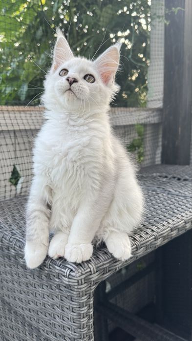 Ogromna kotka maine coon srebrna shaded