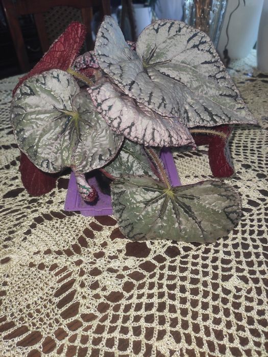 Begonia doniczka ładne okazy