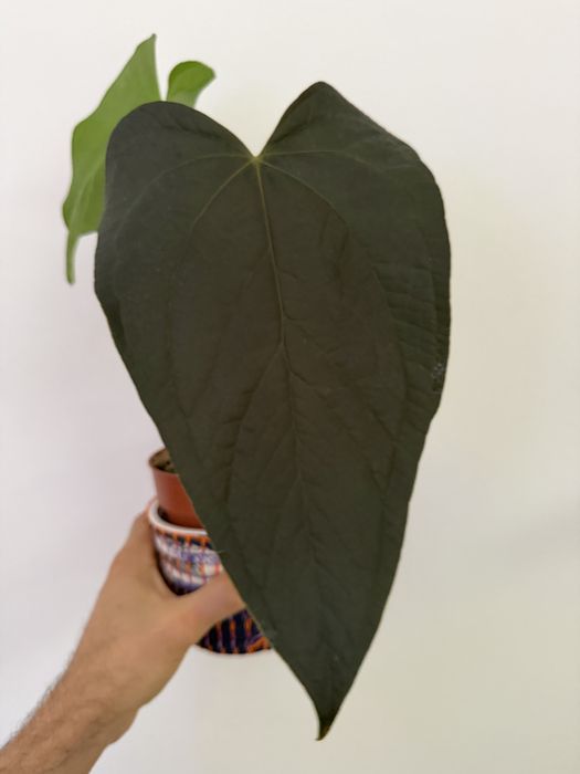 Anthurium diversos