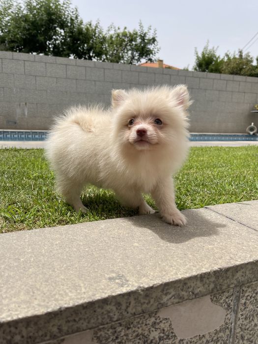 Spitz Alemão - Lulu da Pomeranea