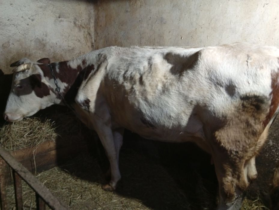 Продам молоду  корову