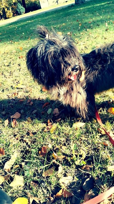 Półtorej rocznasuczka na wydanie