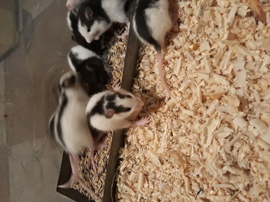 Щурики декоративні.РОЗПРОДАЖ,ВІК 3 МІСЯЦІ