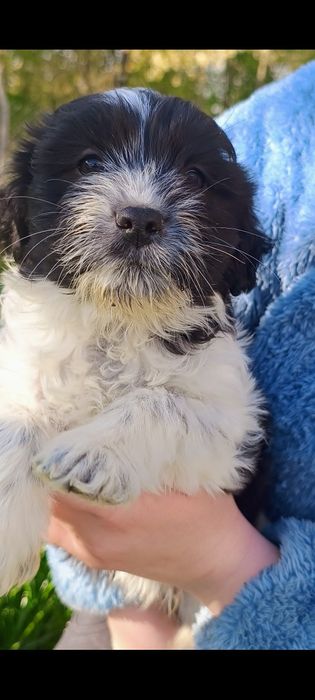 Szczeniak piesek bolder colli shih tzu