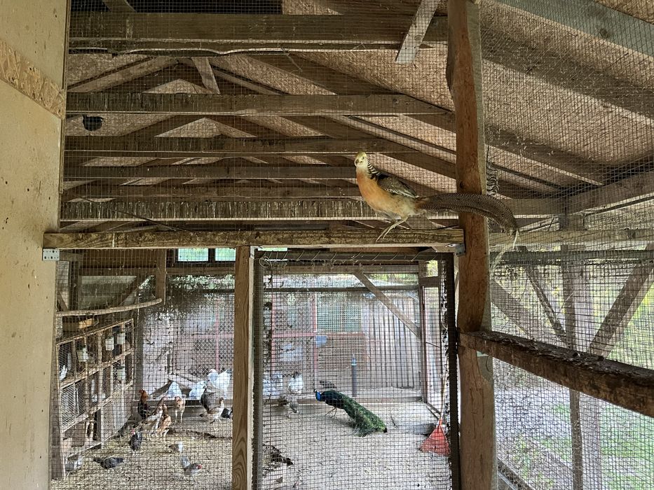 Bażant ozdobny          .