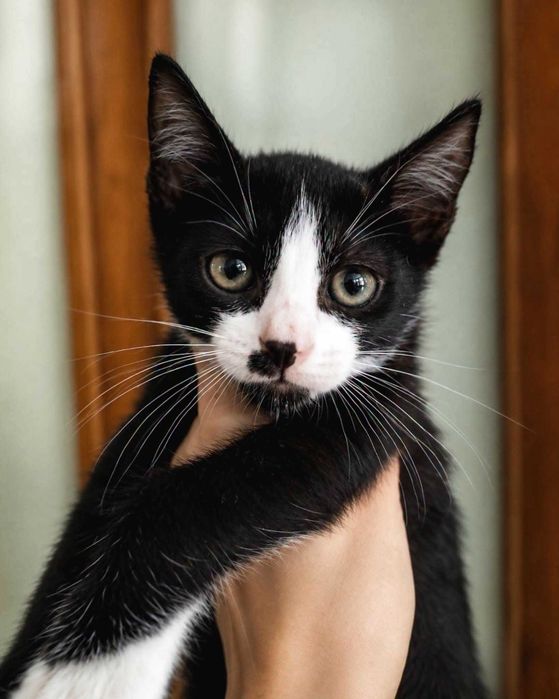 REVANI (Macho, 2 Meses) - Para Adoção