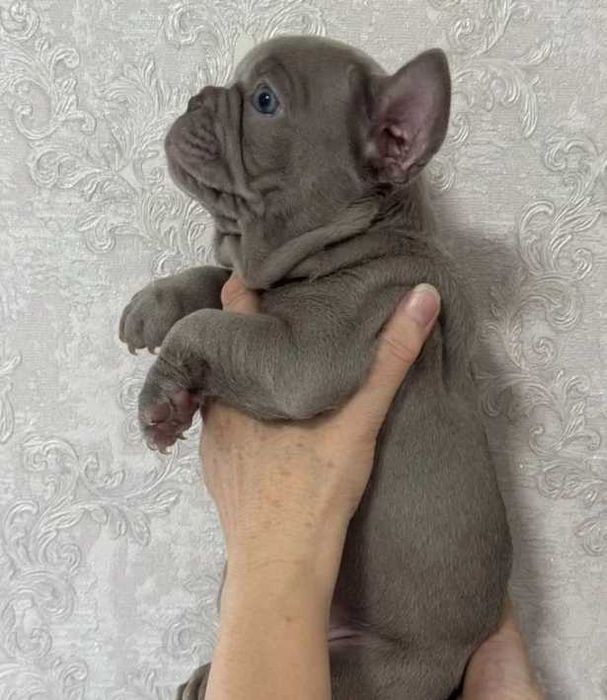 голубые и лиловые девочки