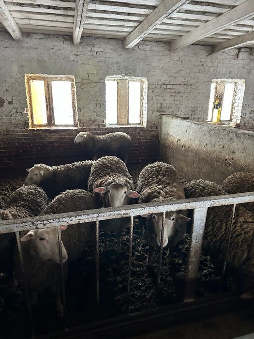 Продам баранів вага 80 - 100 кг.