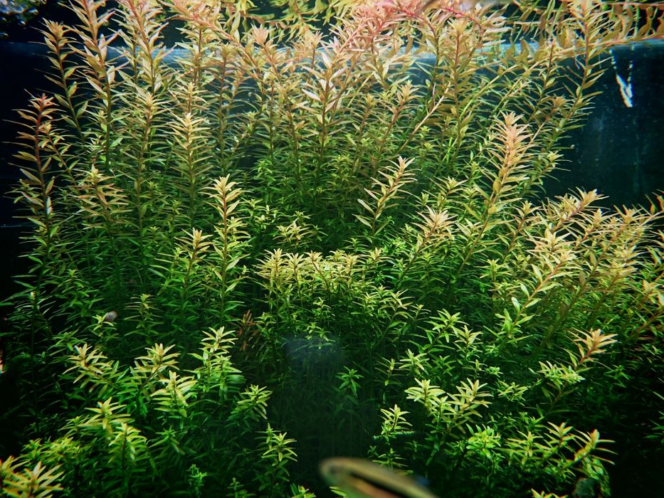 Rotalas sp. Green