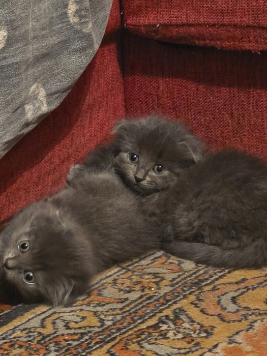 Кошенята в добрі руки