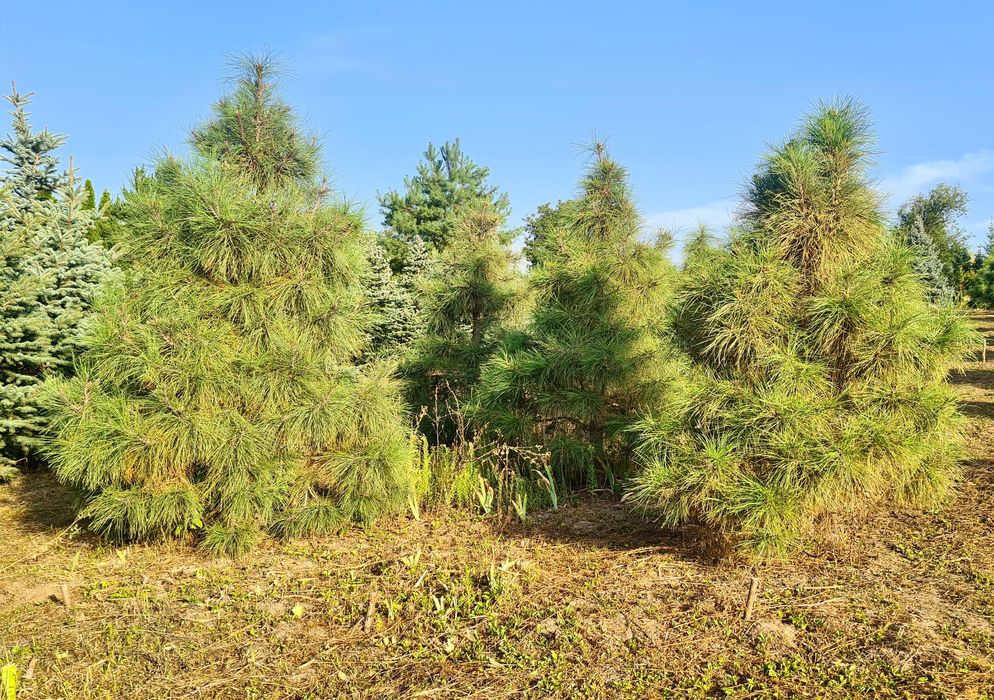 Сосна Жовта (Pinus Ponderosa)