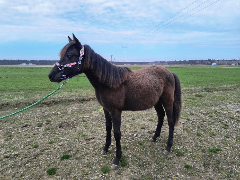 Ogier 1/2 American Quarter Horse AQH, 1 rok