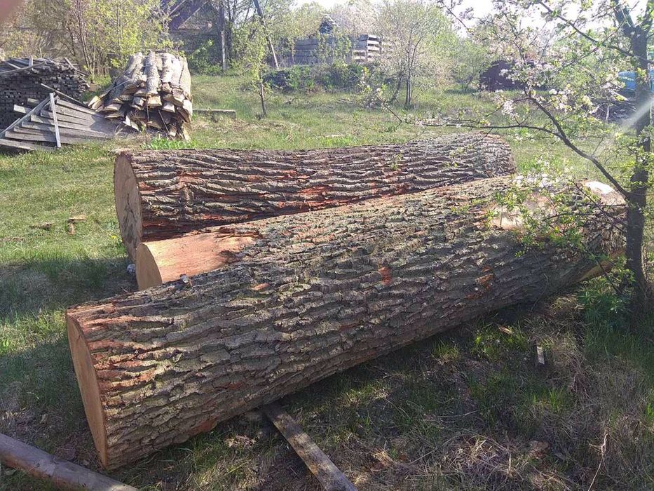 Дуб кругляк ( Покупець )