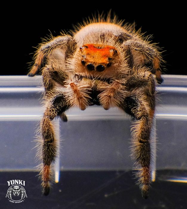 Skakun Królewski Phidippus regius Hendry County  L3/4