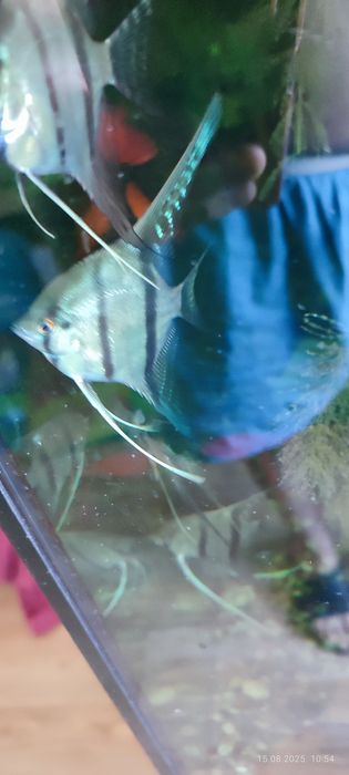 Скалярия Рио Нанай голубовато -зеленая