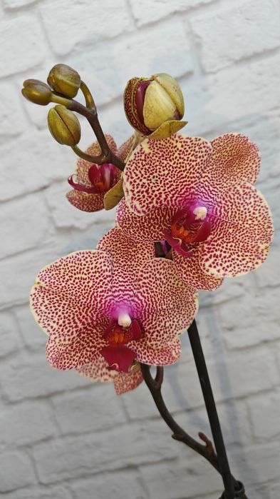 Орхідеї Квіти Сорт Дикий кіт Бамбула Бронзовий будда Пиріг Роттердам