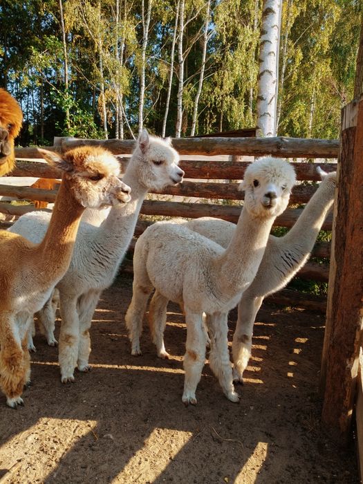 Alpaki,alpaka,samice
