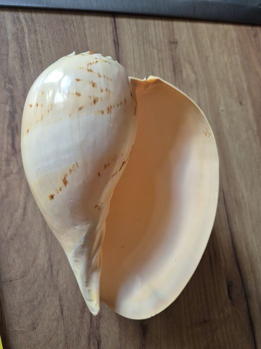 Melo diadema muszla morska