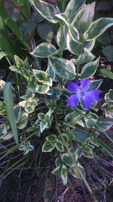 барвінок багаторічник