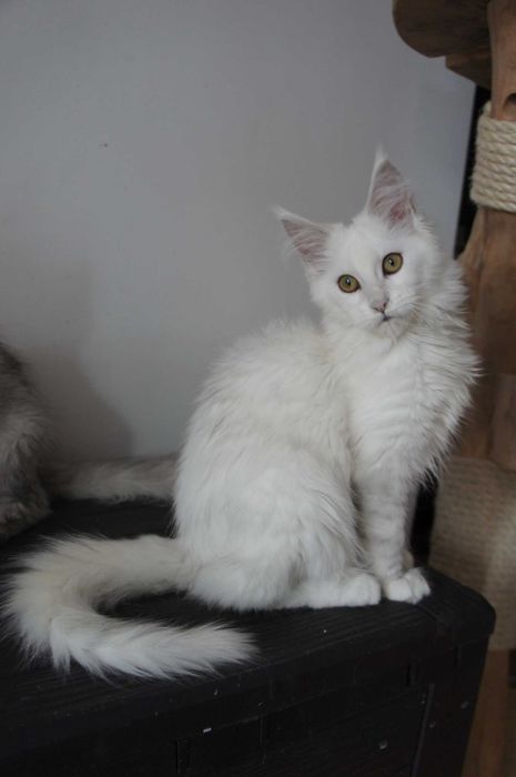 kotka Maine Coon - Fs 11 - FPl/Fife/WCC - prawie biała