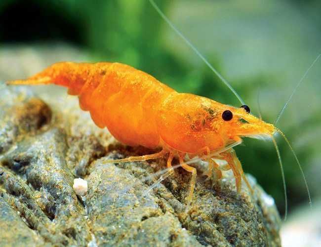 GB Krewetka Pomarańczowa - Orange - dowóz ryb!