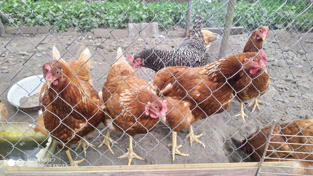 Яйця Домашні, курині !