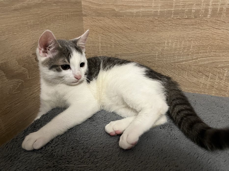 Отдам прекрасного мальчика котенка