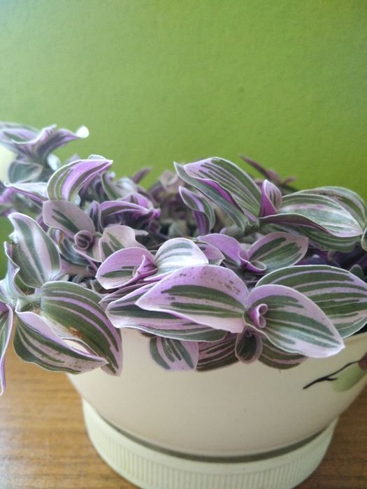 Традесканция Mini Lilac: 60 грн. - Комнатные растения Запорожье на Olx