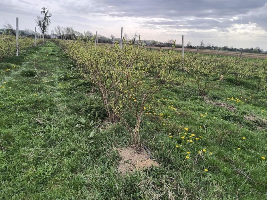 Krzewy borówki amerykańskiej