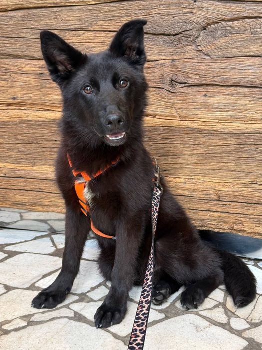 Скай метис вівчарки 1 рік  шукає дім