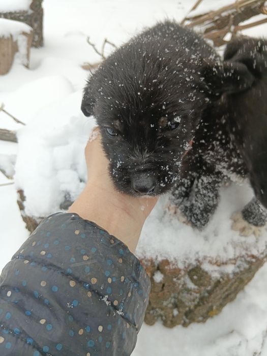 Отдам щенков  в добрые руки