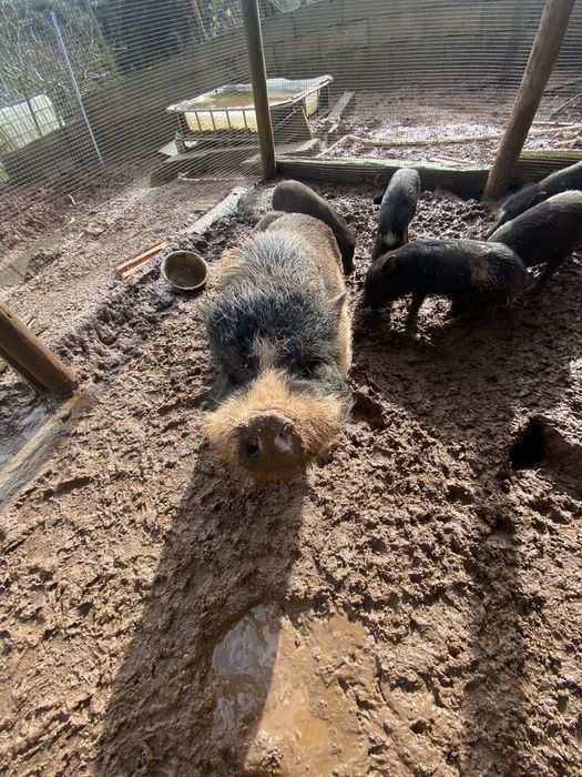 Mini pigs todos juntos ou em separado