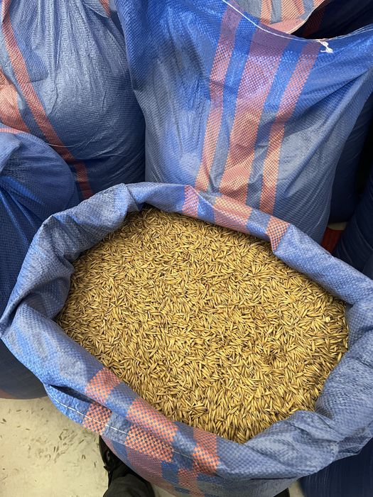 Owies Bingo Żniwa 2025