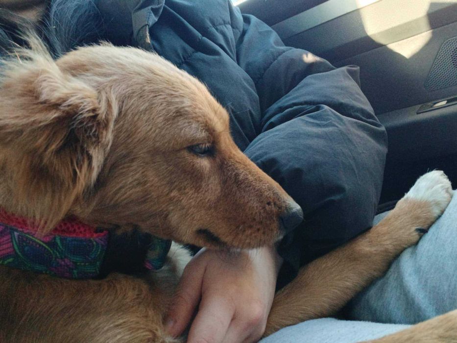 Lalka- przecudna, mała psia piękność do adopcji.