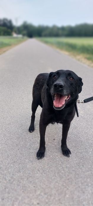 Starszy psiak Rodos szuka domu stałego lub tymczasowego