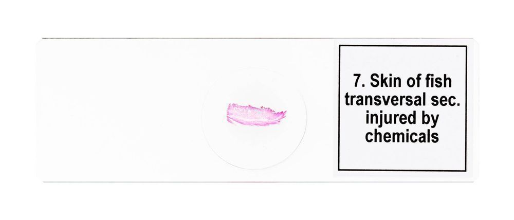 Discovery DPS 25 / Zestaw preparatów mikroskopowych