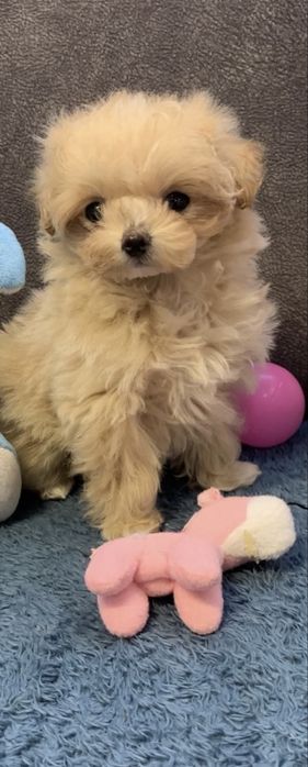 Мікро Дівчинка Мальтипу