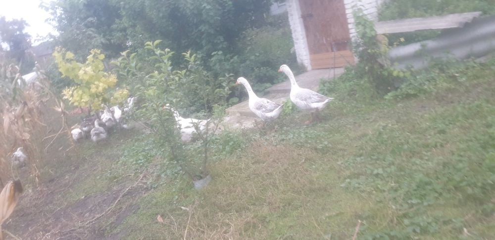 Продам гусей домашніх
