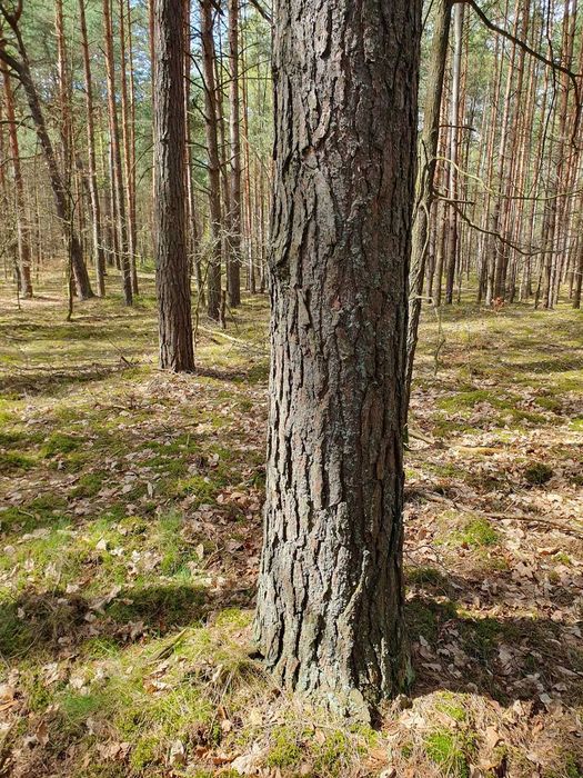1,38 ha działka leśna w Leżajsku - sprzedam - Widok 4