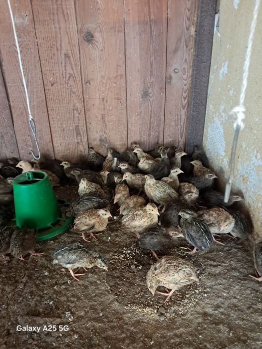 Vendo codornizes pequenas