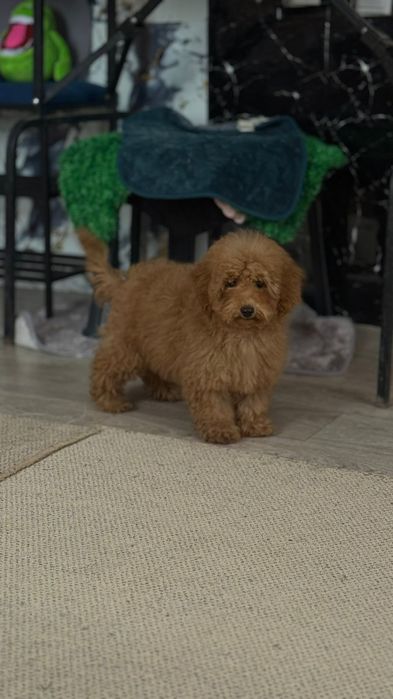 Девочка мальтипу